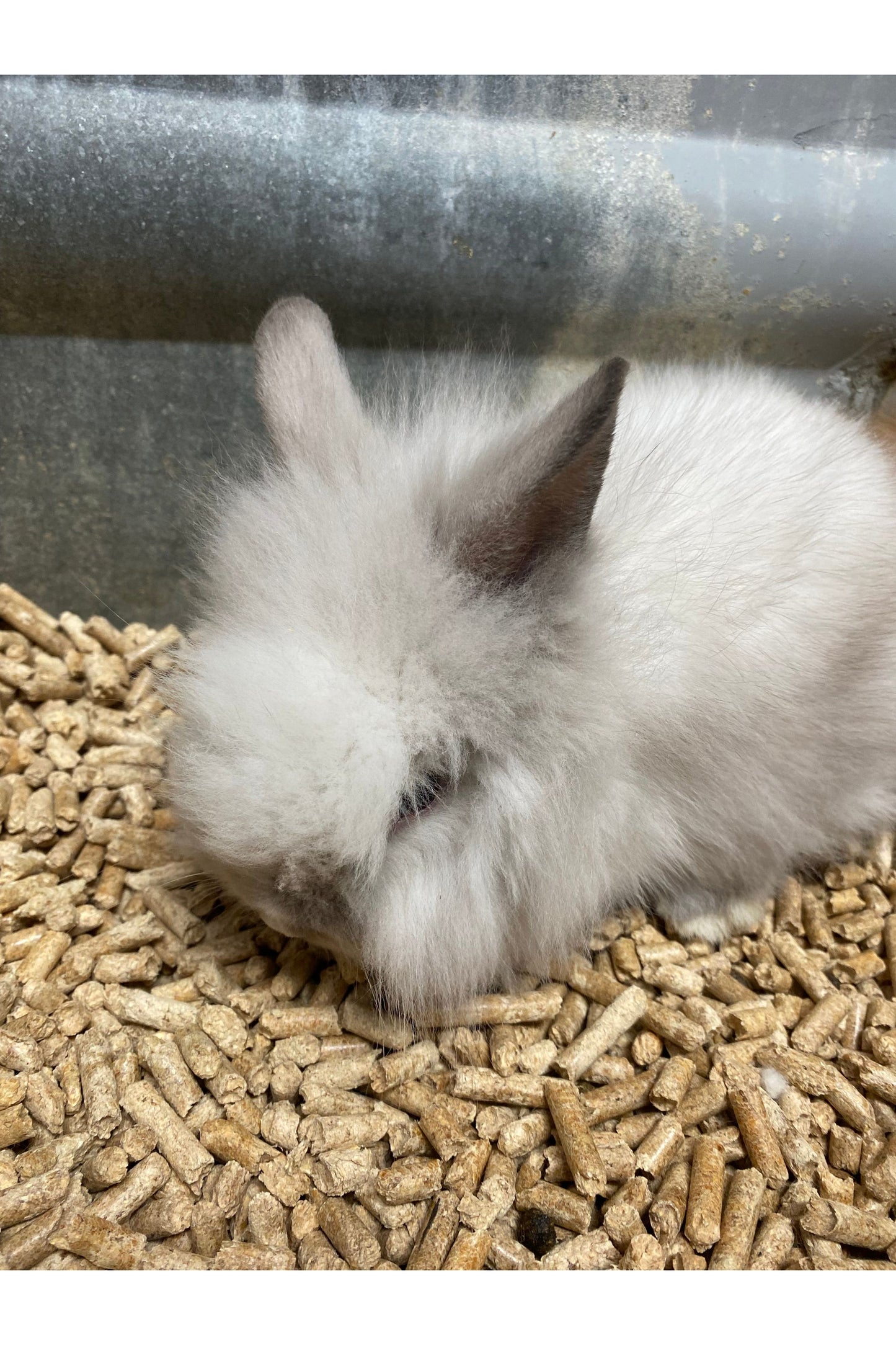 Lionhead Rabbit Babies