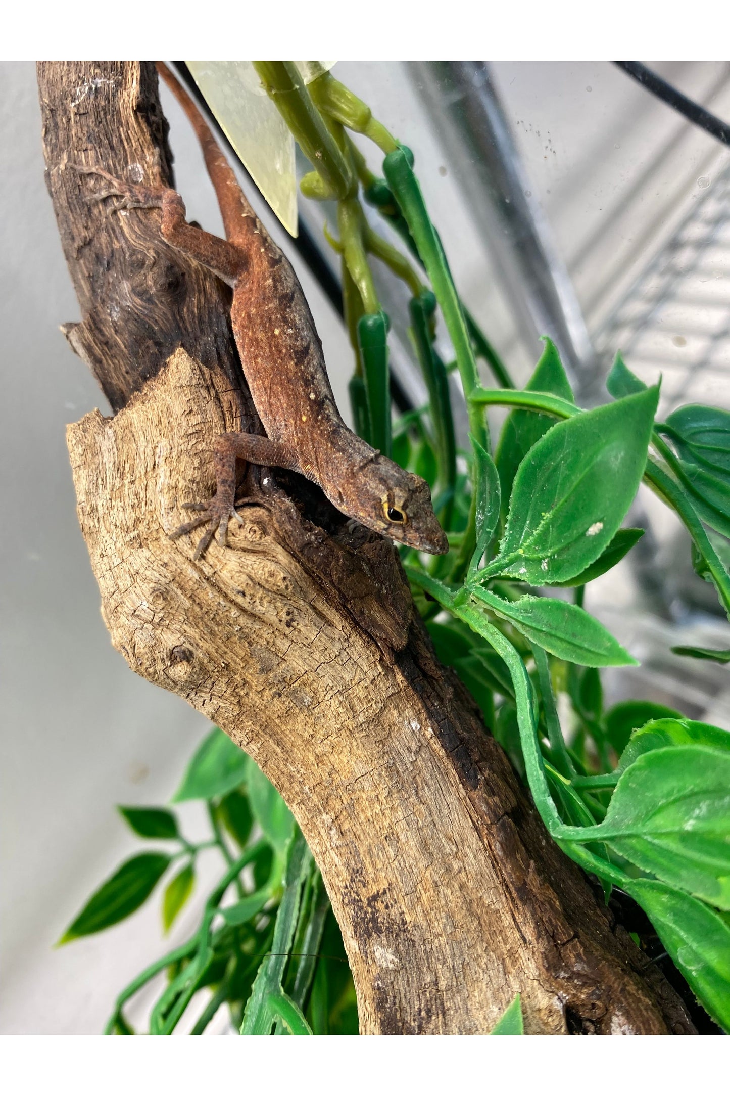Red Anole