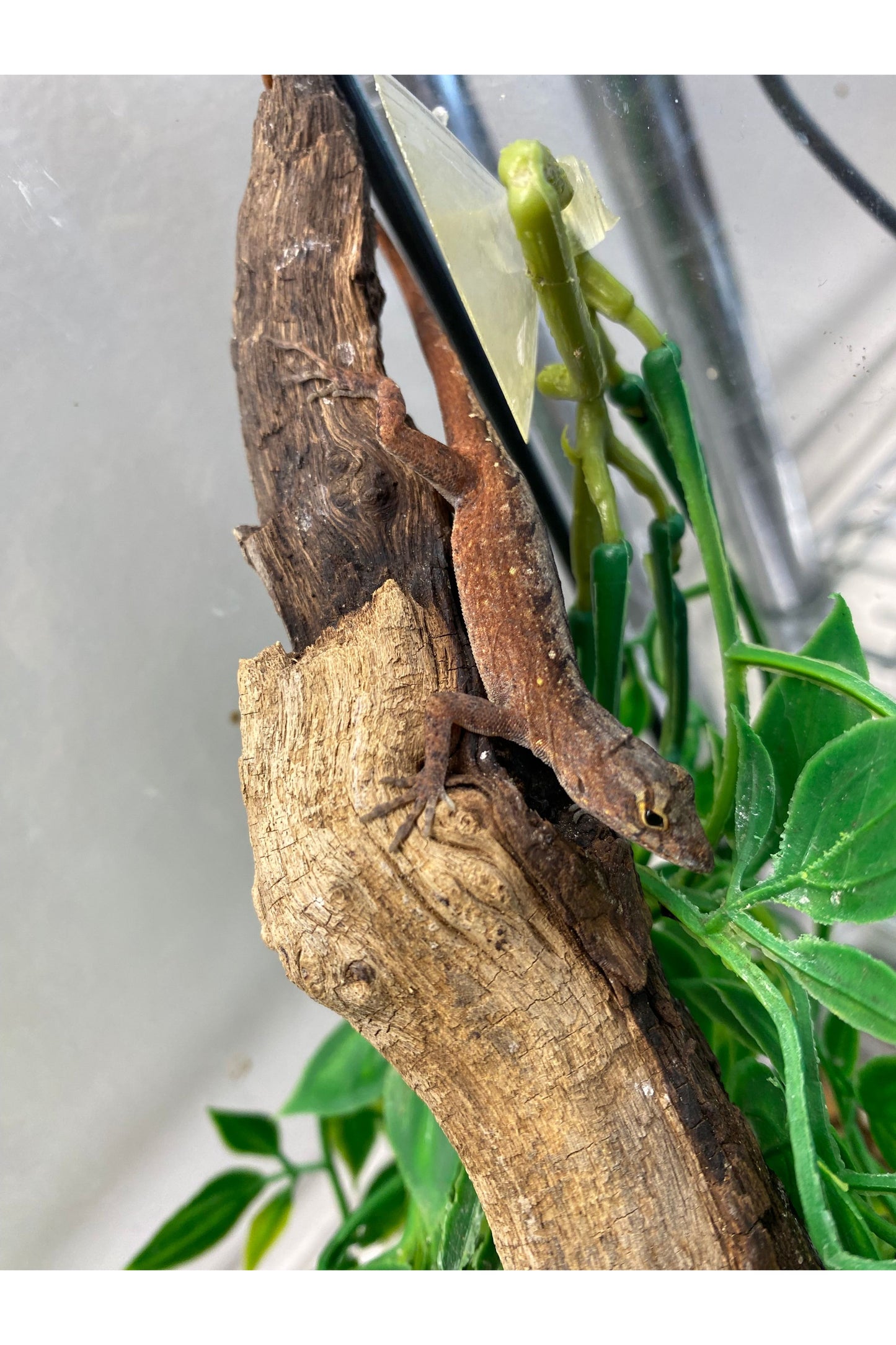 Red Anole