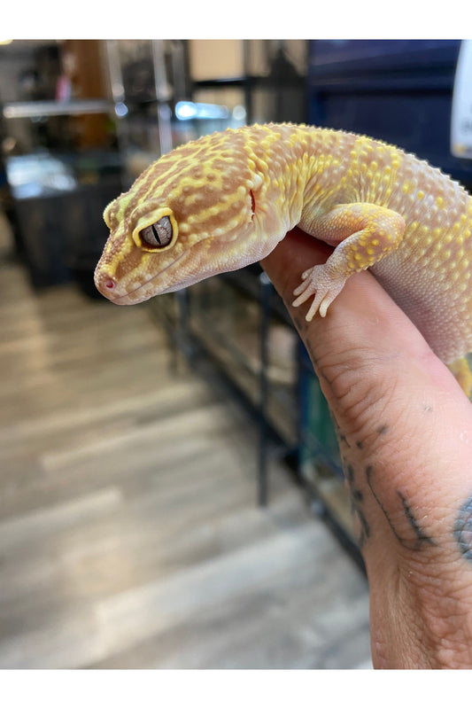 Leopard Gecko - Adult - Female