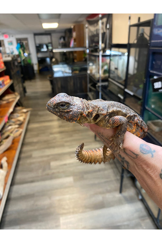 Nigerian Red Uromastyx - Adult - Female
