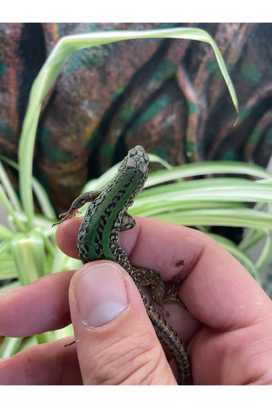 Italian Wall Lizard