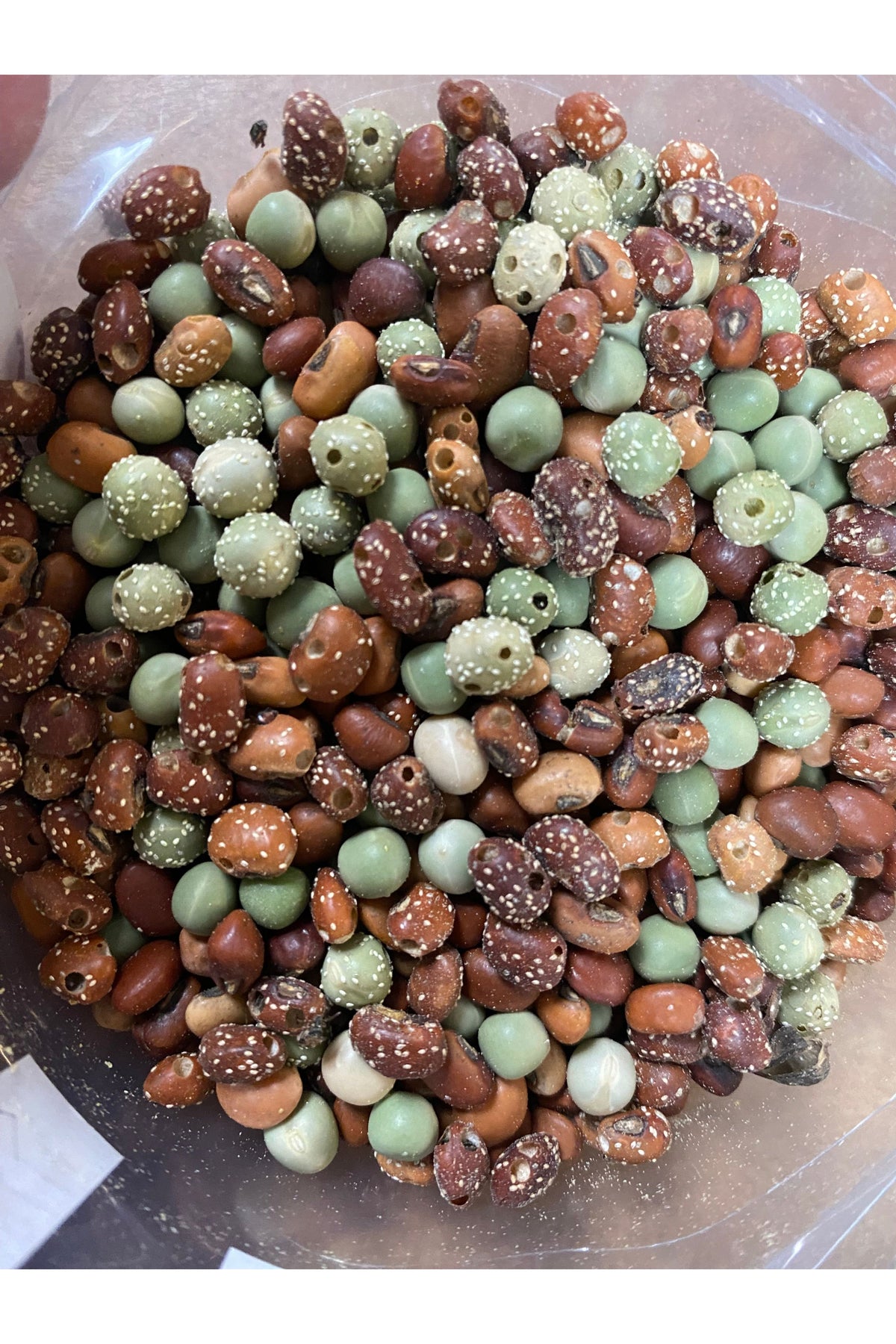 Bean Beetle Culture