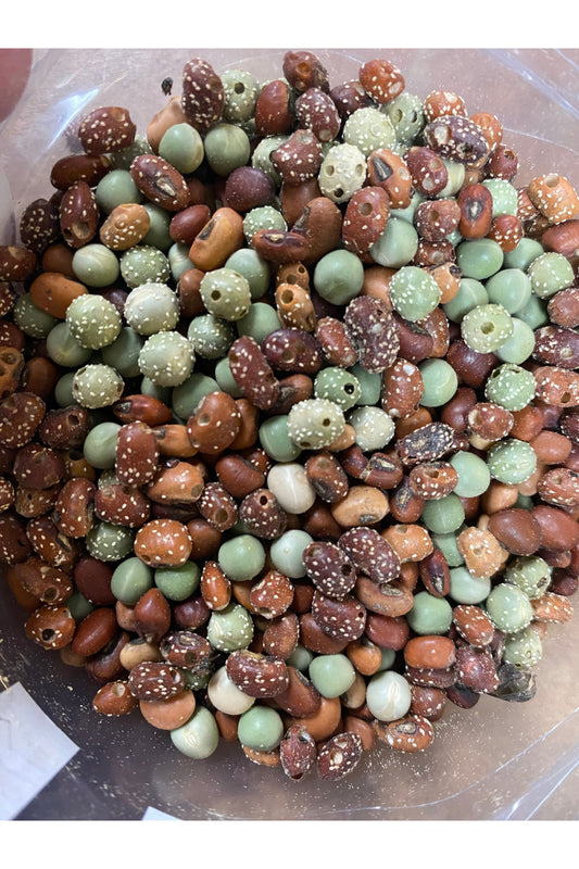 Bean Beetle Culture