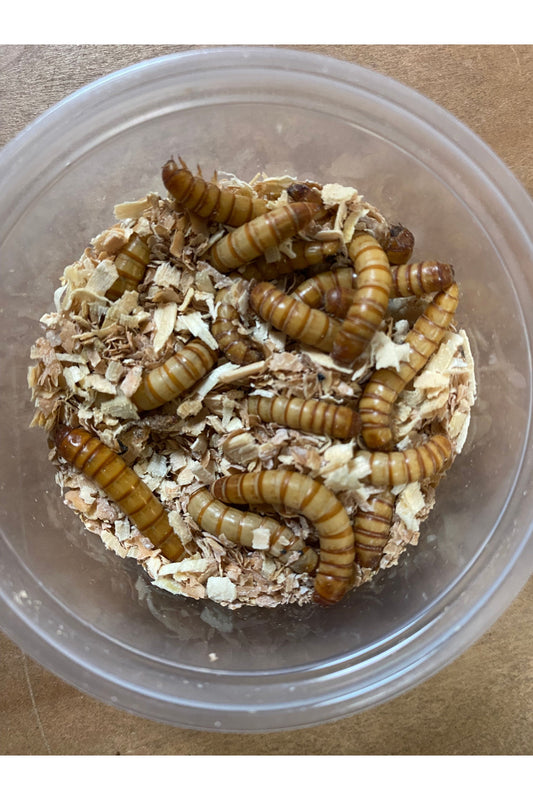 Giant Meal Worms