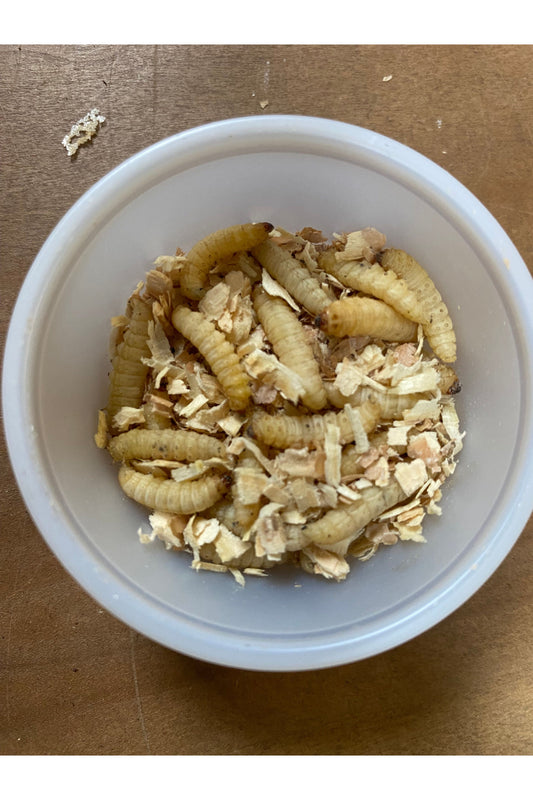 Wax Worms