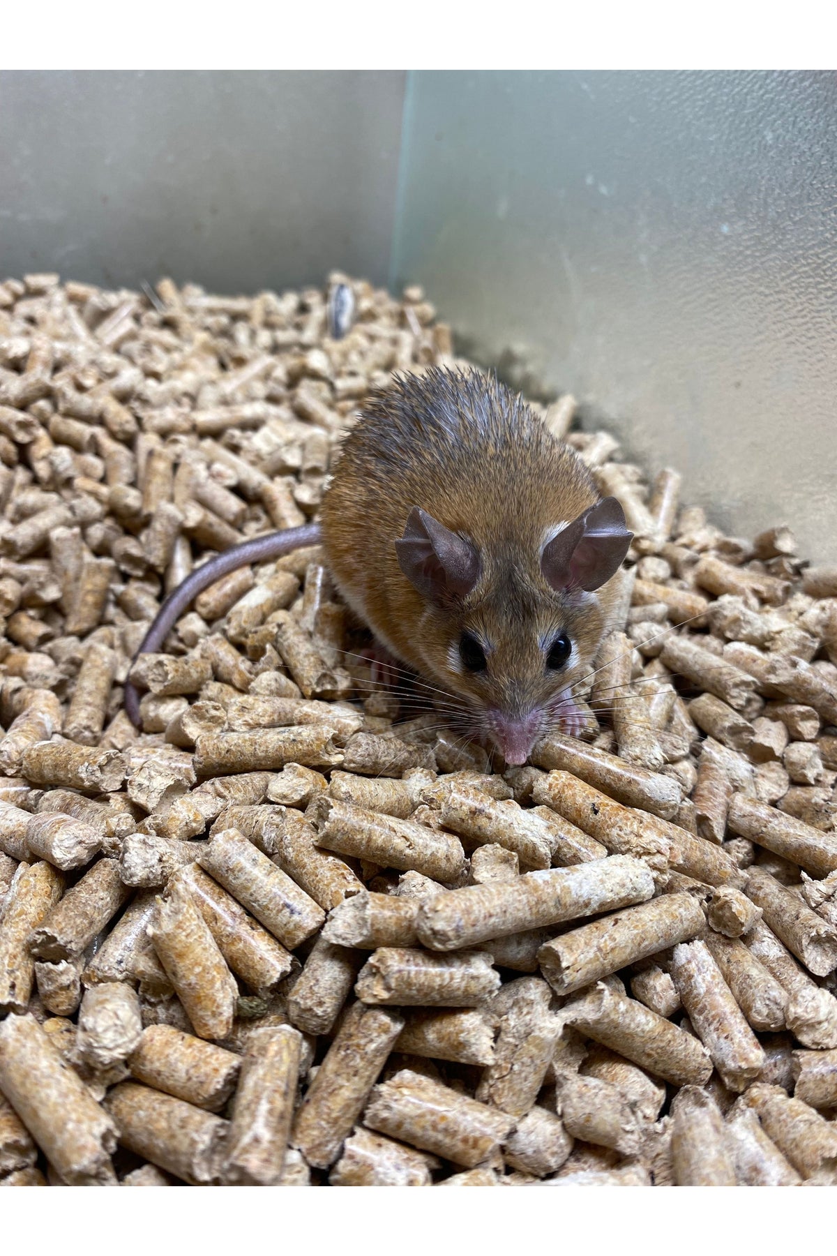 Egyptian Spiny Mouse - Adult - Male