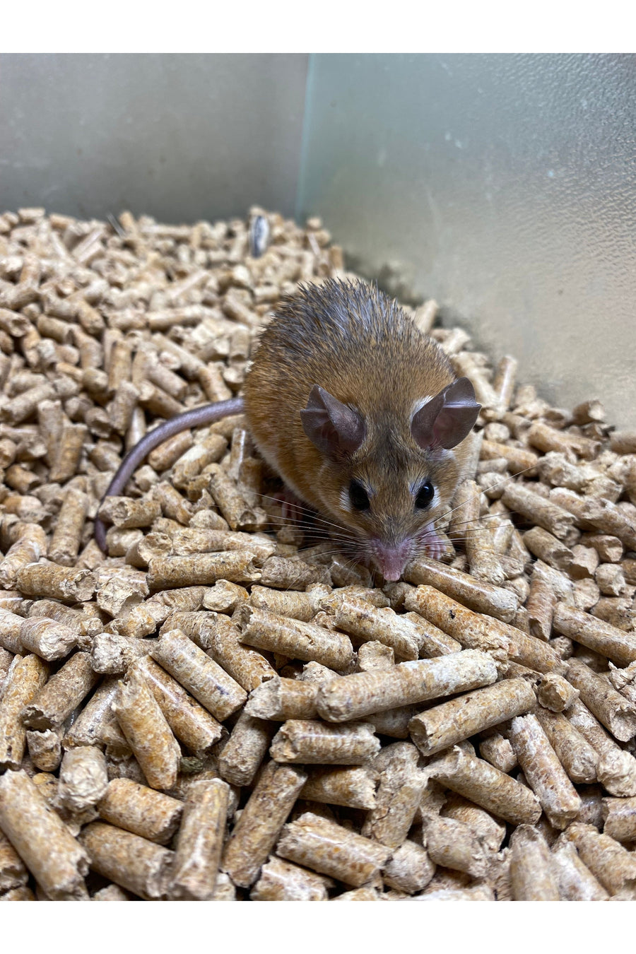 Egyptian Spiny Mouse - Adult - Male