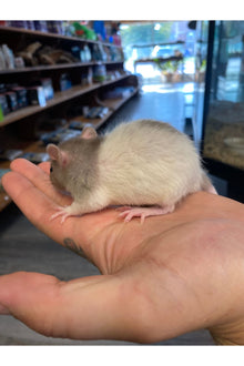 Fancy Rat - Juvenile
