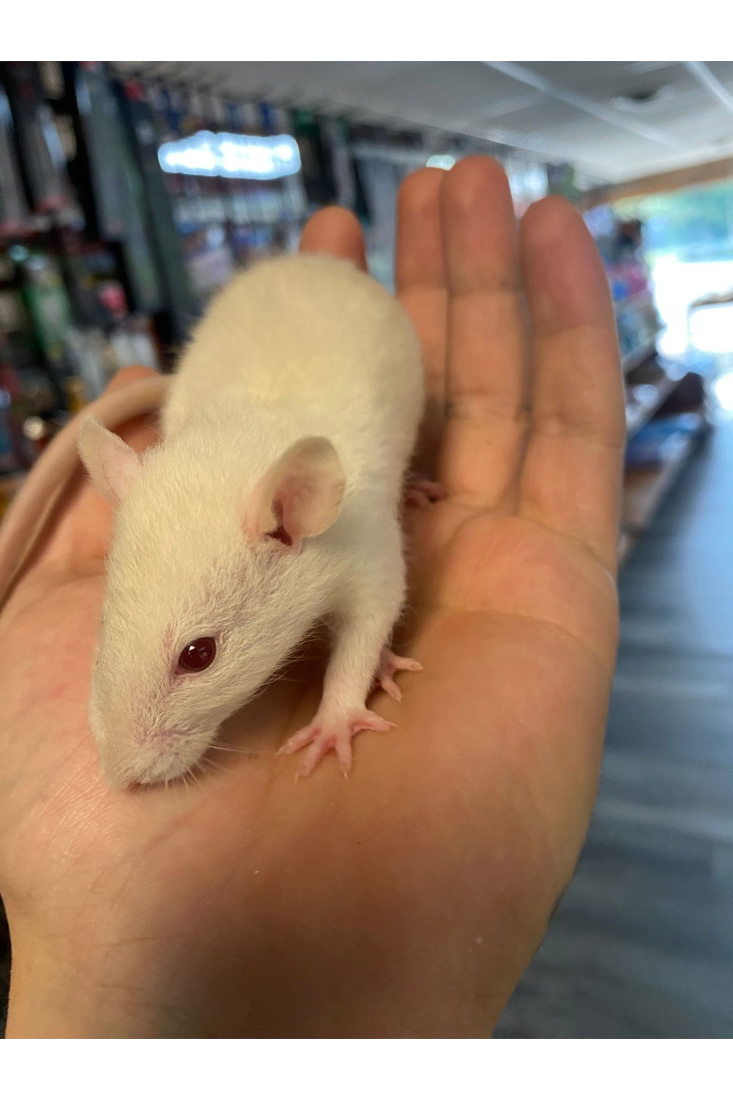 Fancy Rat - Juvenile