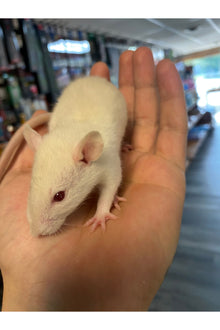 Fancy Rat - Juvenile