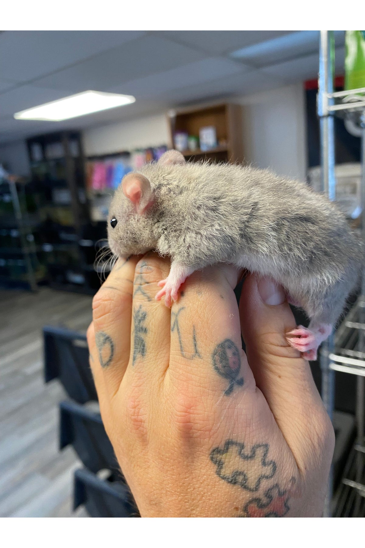 Fancy Rat - Juvenile