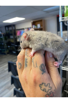 Fancy Rat - Juvenile