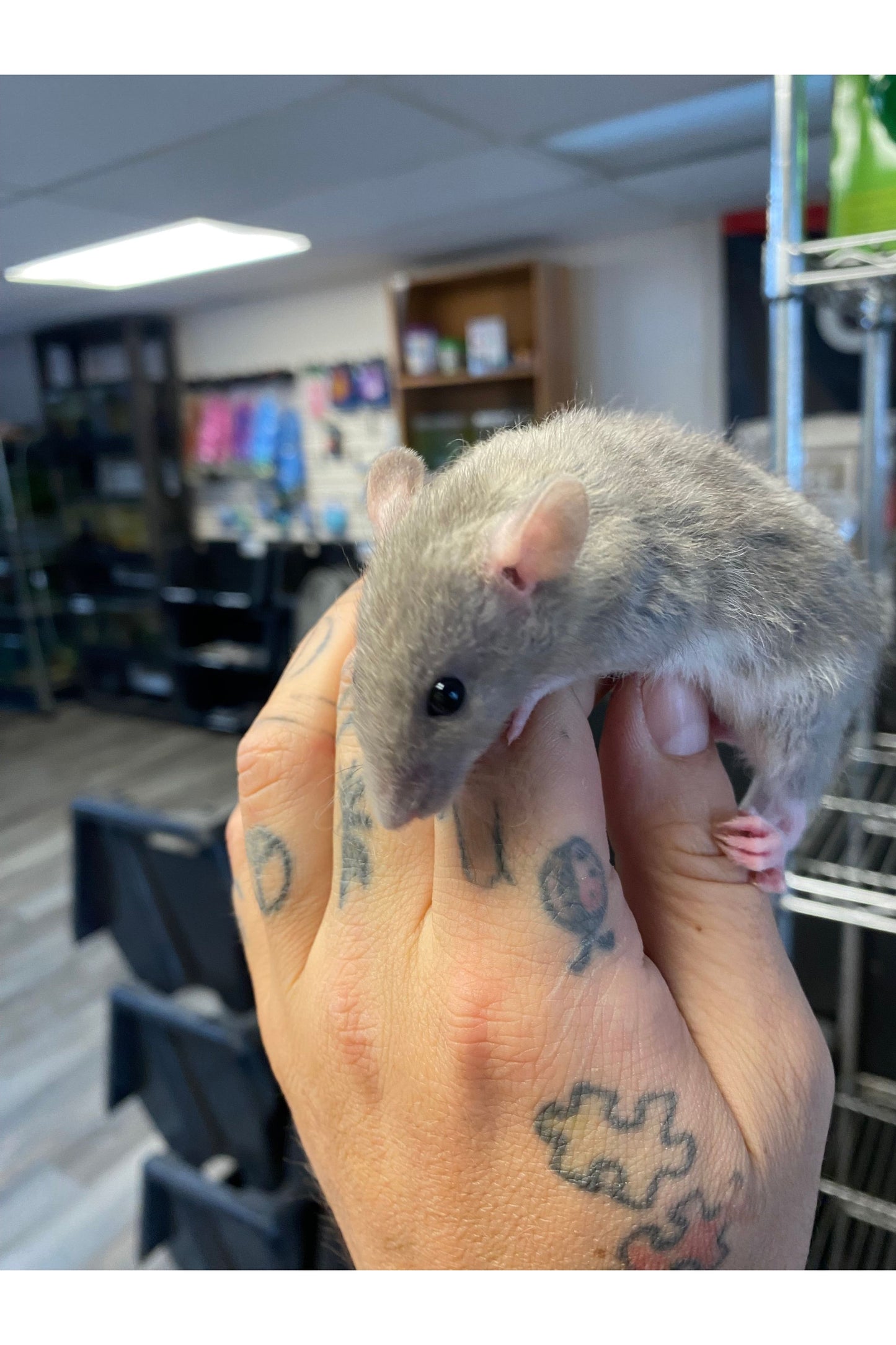 Fancy Rat - Juvenile