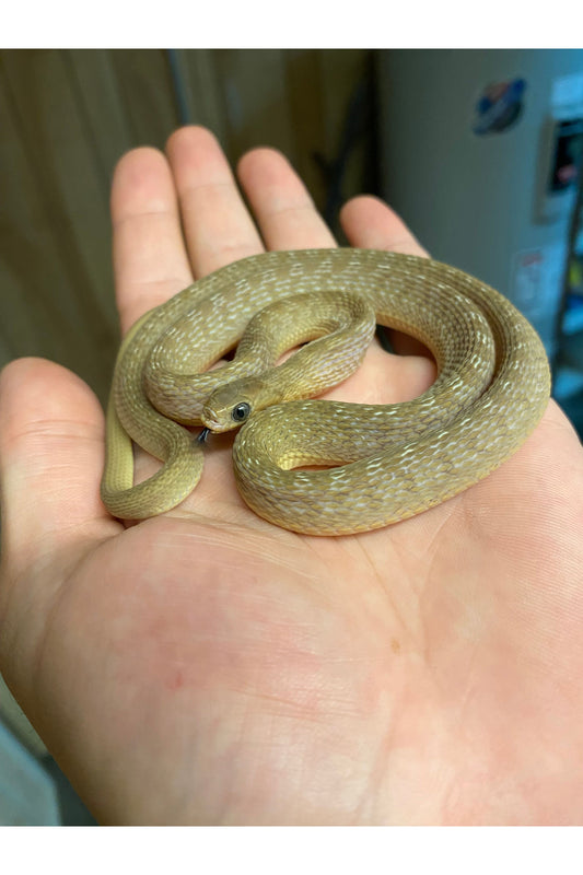 Egyptian Egg Eating Snake - Juvenile
