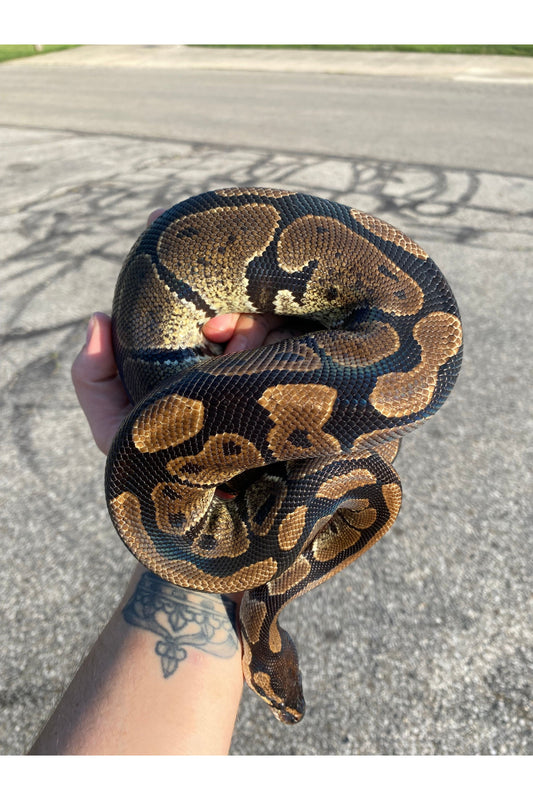 Harlequin Ball Python - Sub Adult