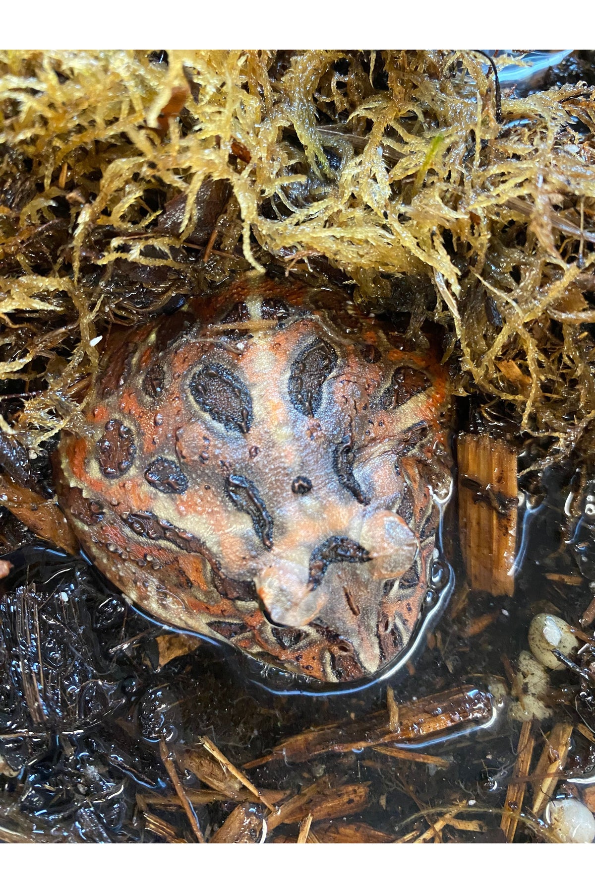 Chocolate Pac Man Frog - Juvenile