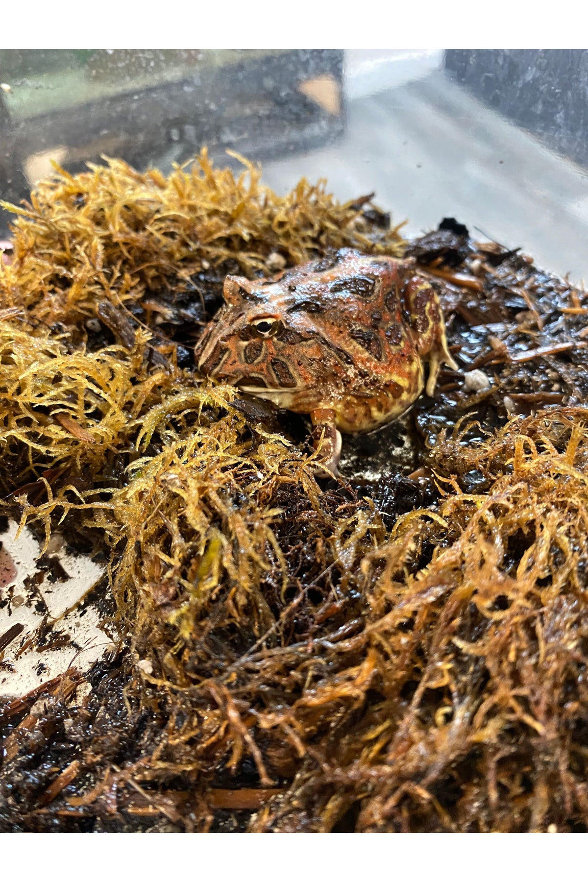Chocolate Pac Man Frog - Juvenile