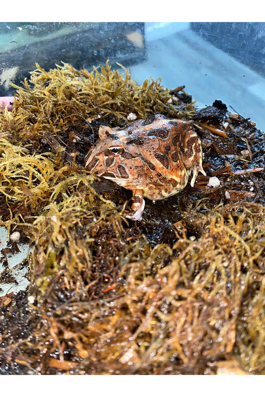 Chocolate Pac Man Frog - Juvenile
