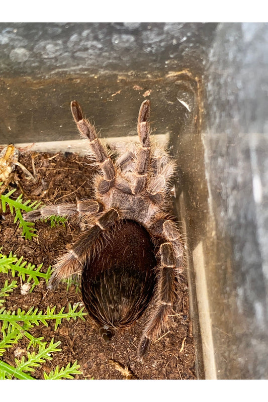 White Collared Tarantula