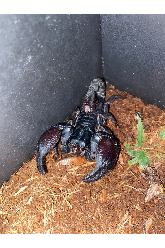 Asian Forest Scorpion