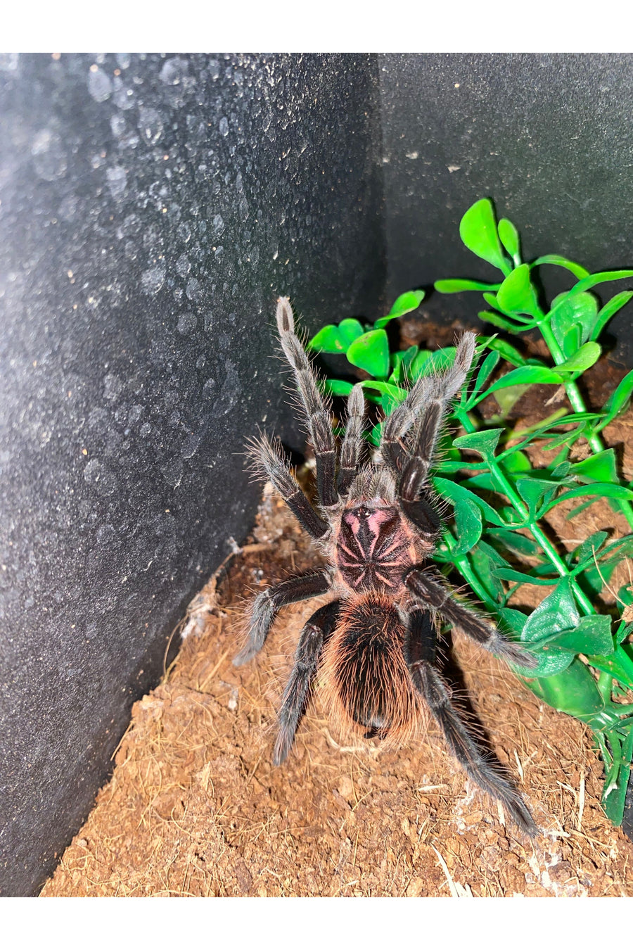 Blue Bloom Tarantula