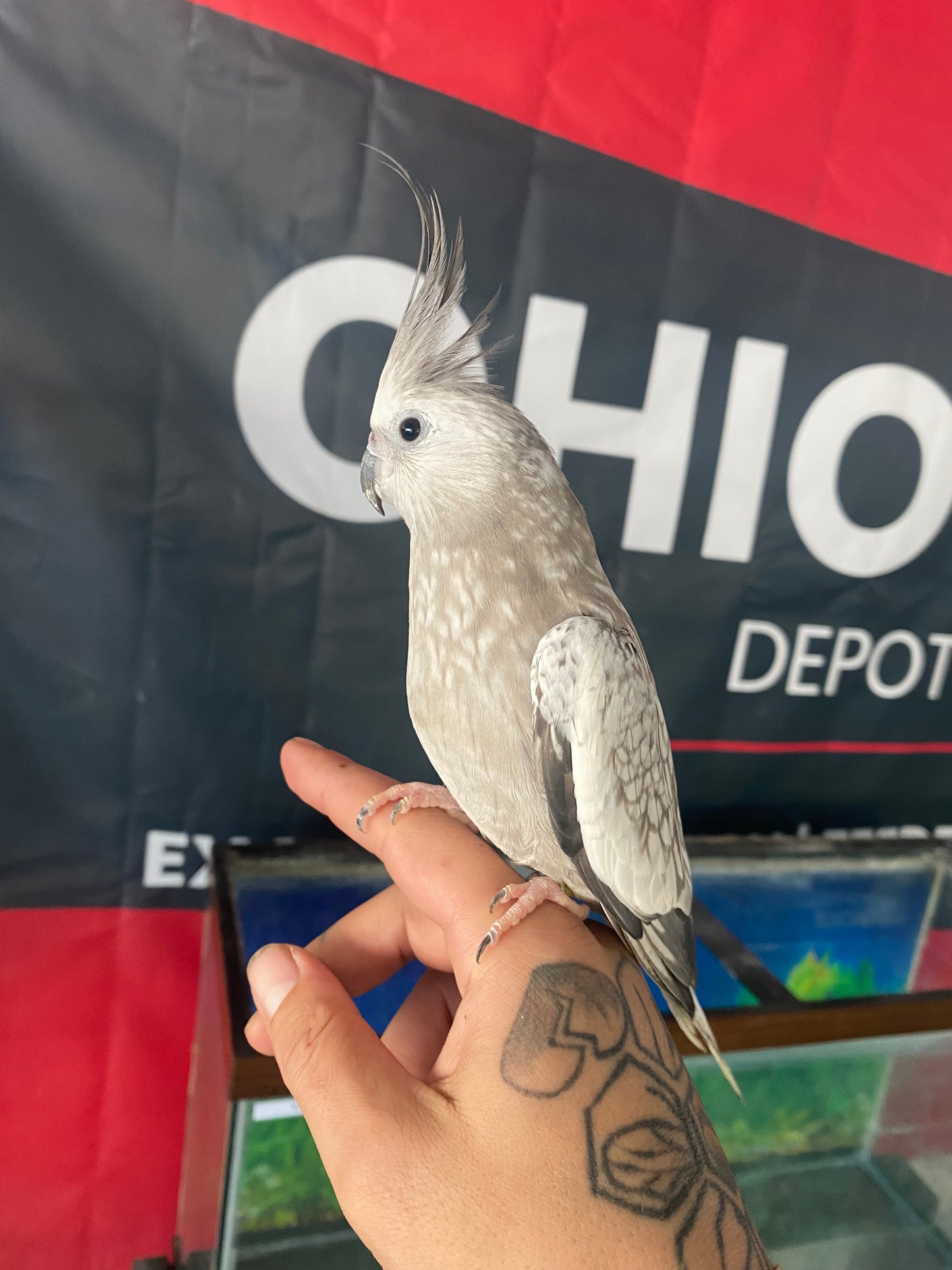 White-Faced Cockatiel
