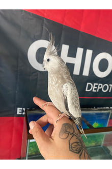 Cockatiel Baby - Hand Fed - OPD’s Pick (Asst.)
