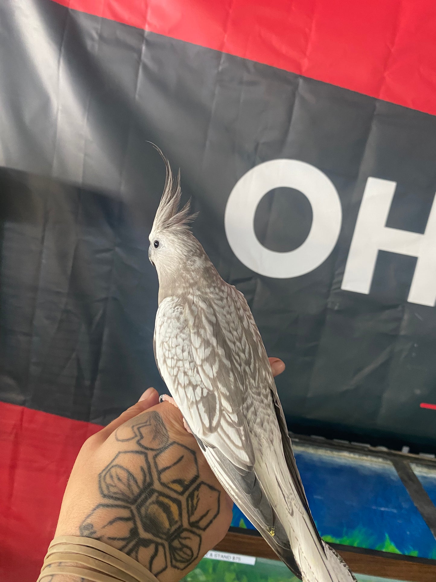 White-Faced Cockatiel