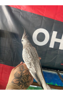 Cockatiel Baby - Hand Fed - OPD’s Pick (Asst.)