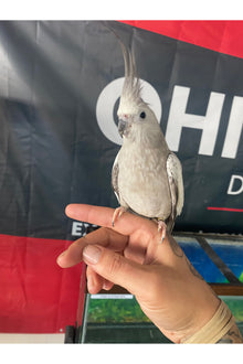 Cockatiel Baby - Hand Fed - OPD’s Pick (Asst.)