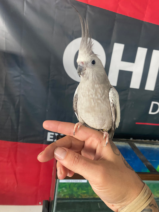 White-Faced Cockatiel