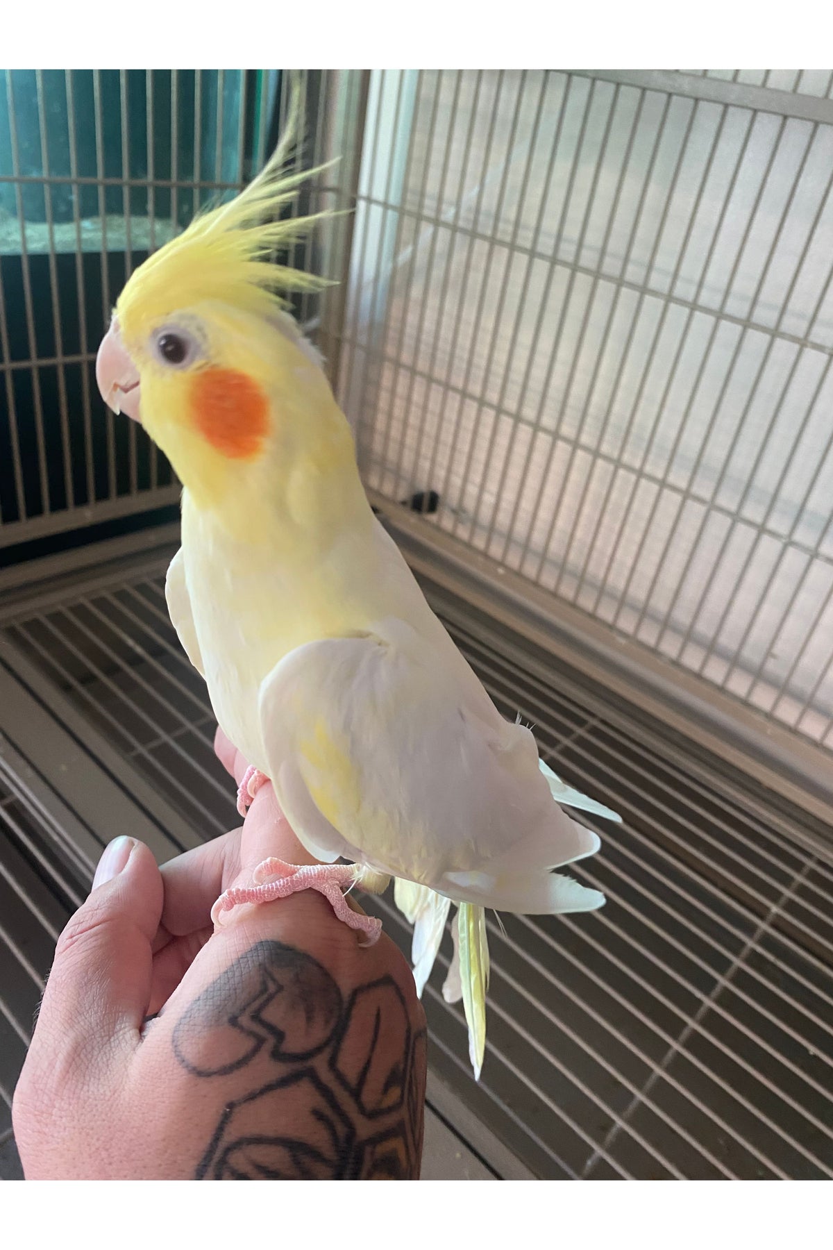 Cockatiel Baby - Hand Fed - OPD’s Pick (Asst.)