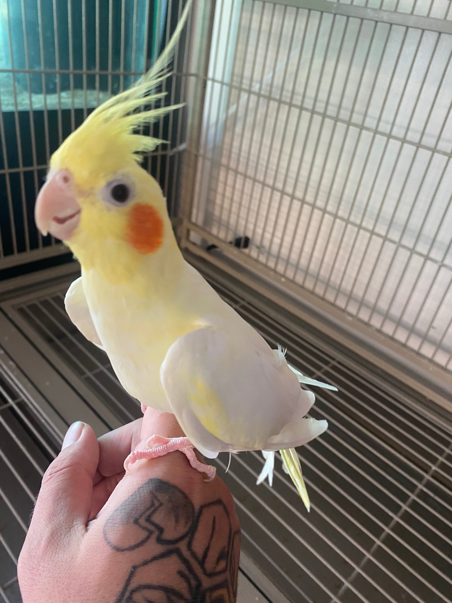 Lutino Cockatiel
