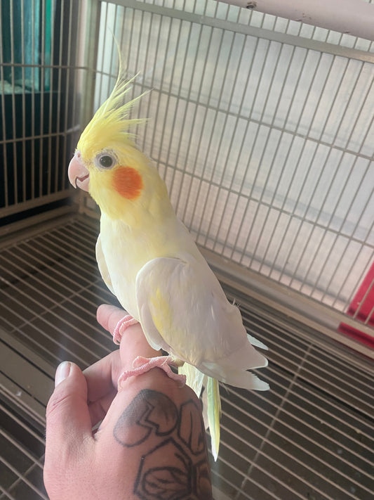 Lutino Cockatiel