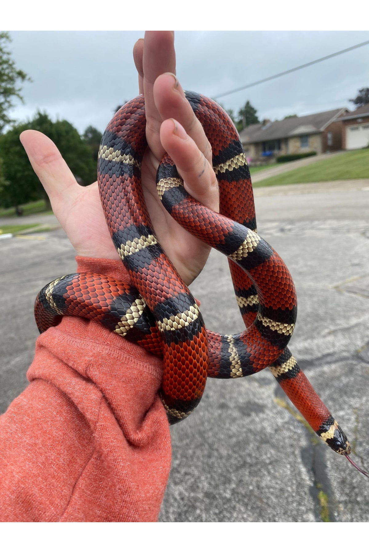 Adult Milk Snake