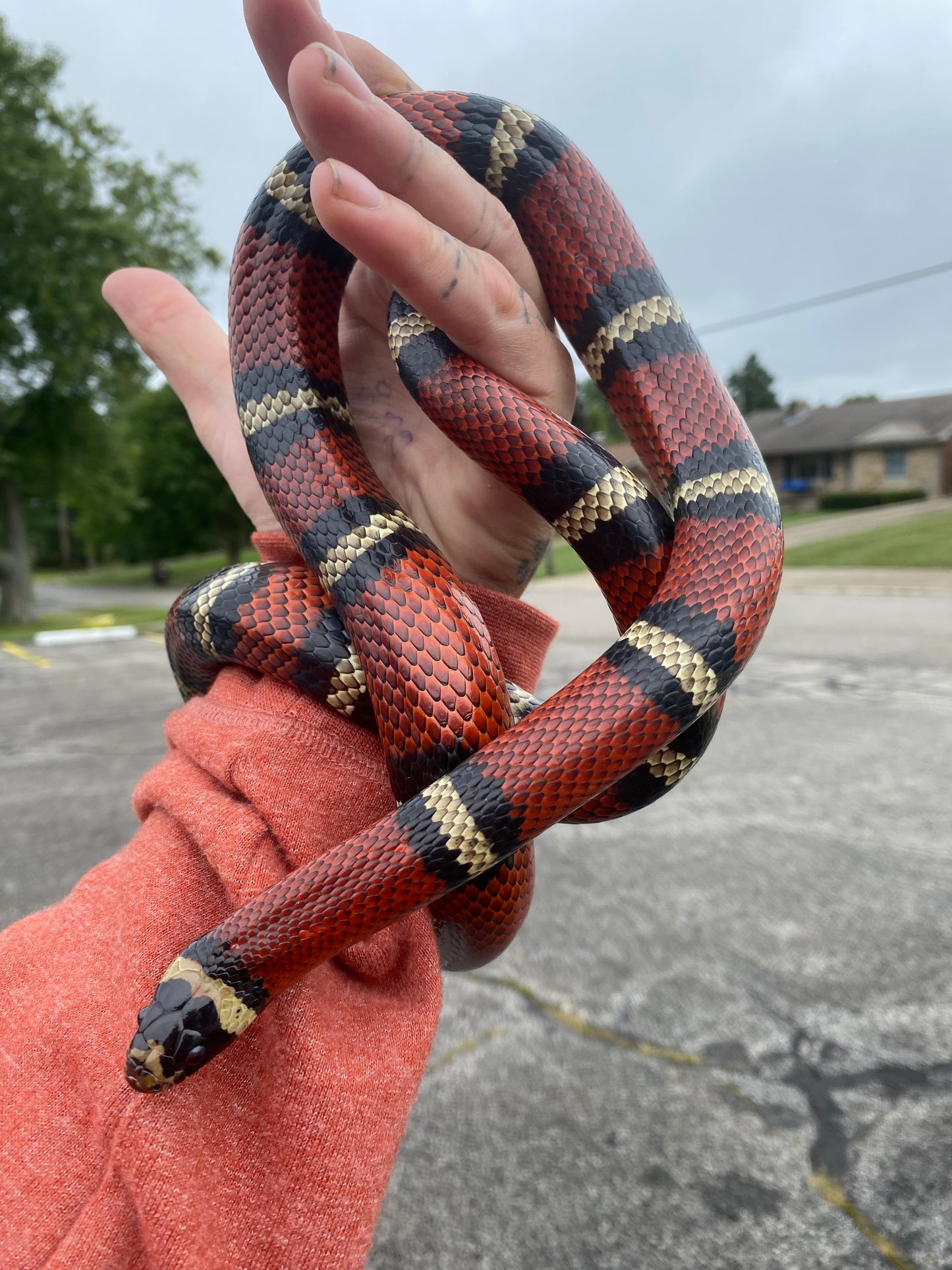 Adult Milk Snake