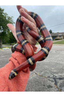 Adult Milk Snake