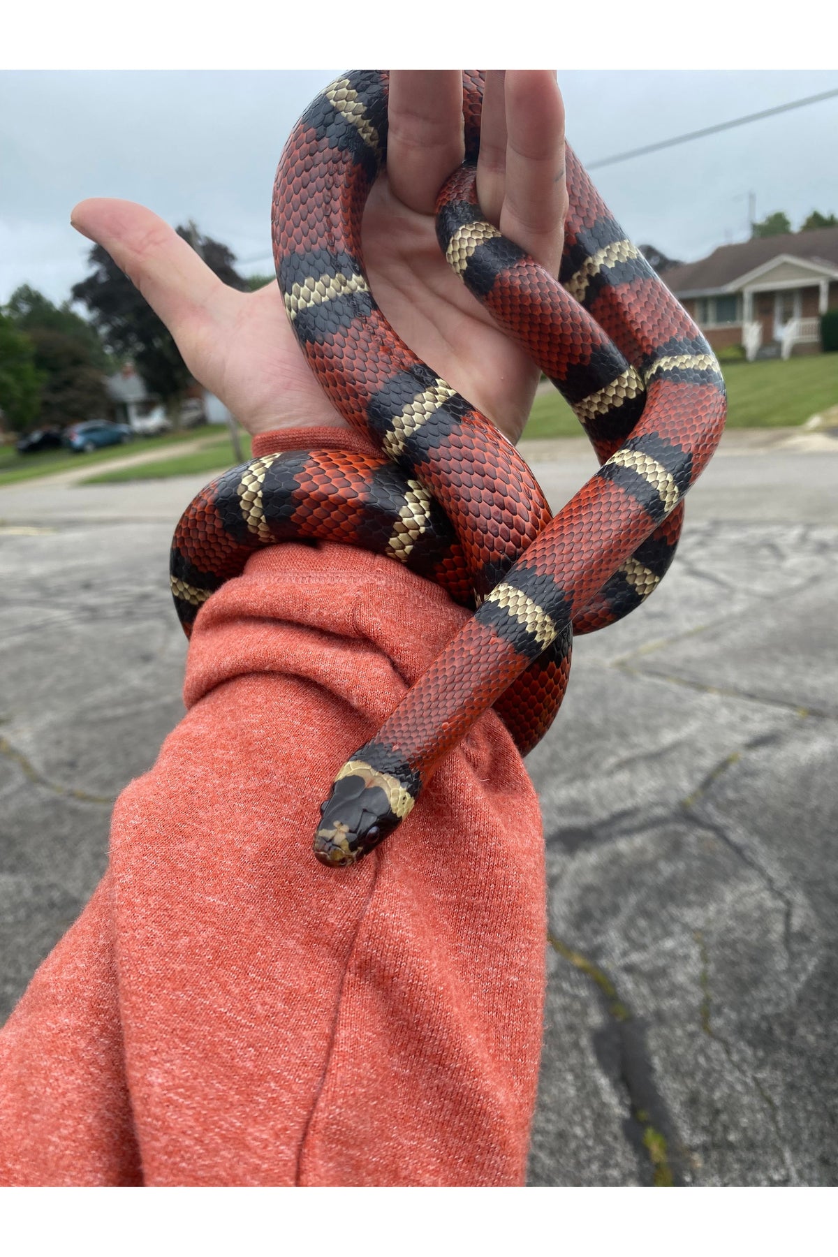 Adult Milk Snake