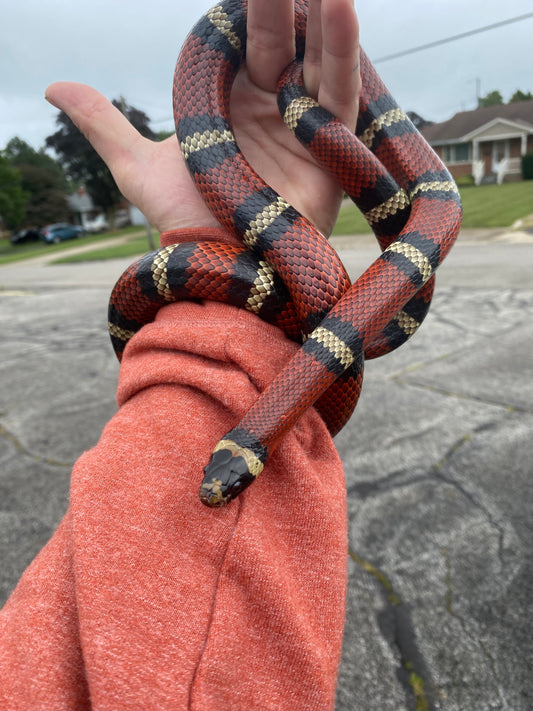 Adult Milk Snake