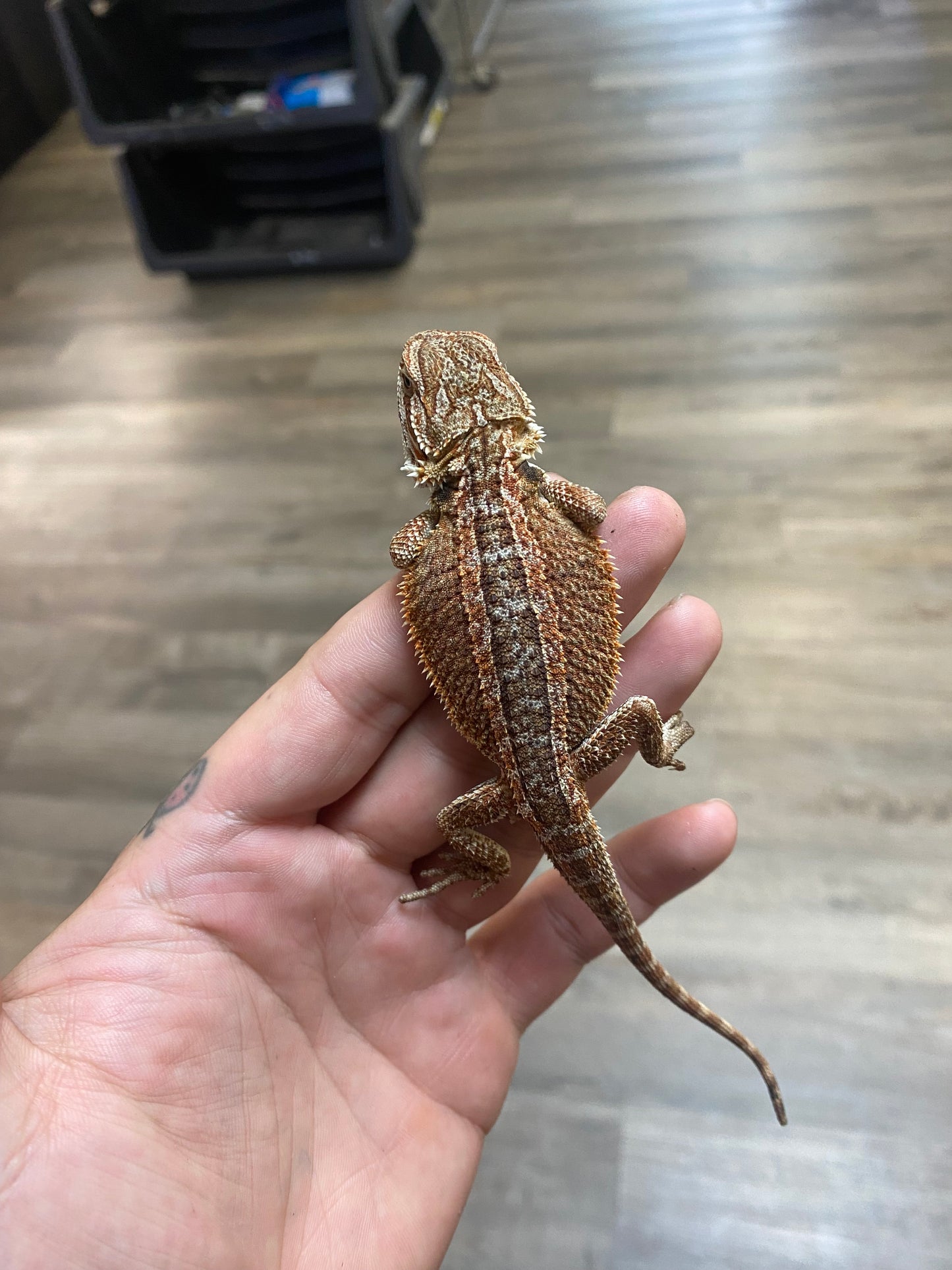 Bearded Dragon - Well Started Hatchling