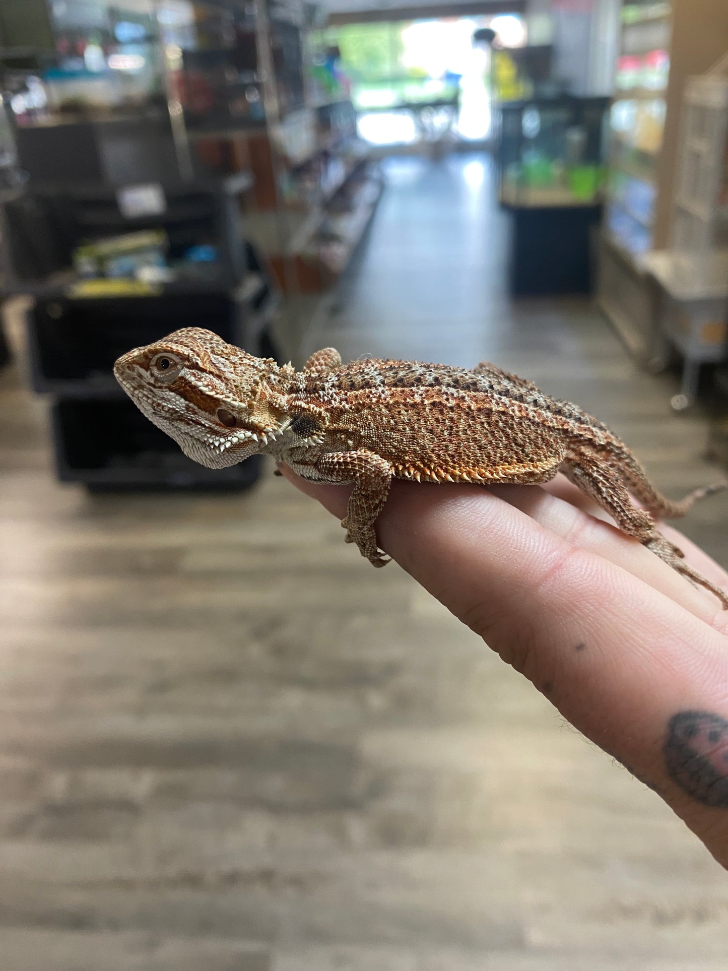 Bearded Dragon - Well Started Hatchling