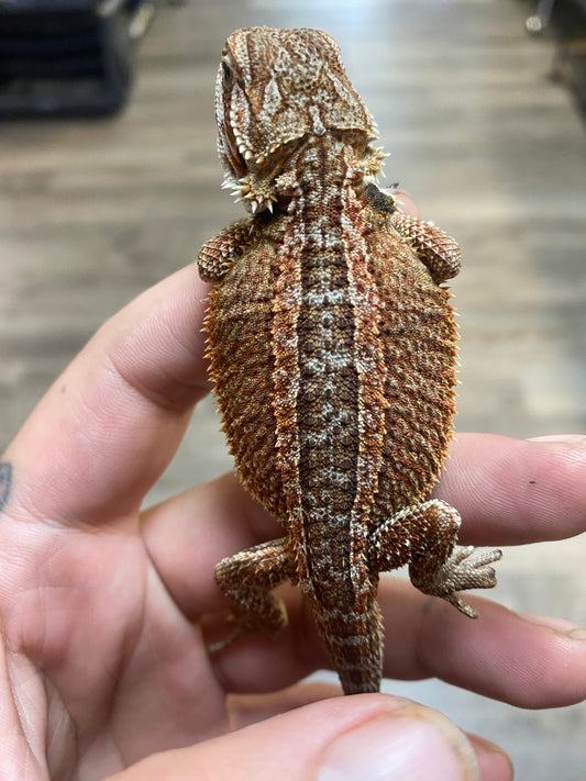 Bearded Dragon - Well Started Hatchling