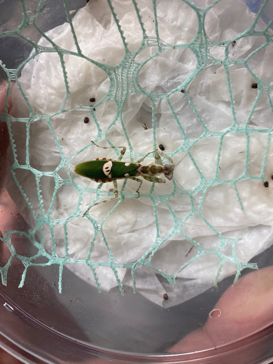 Asian Flower Mantis