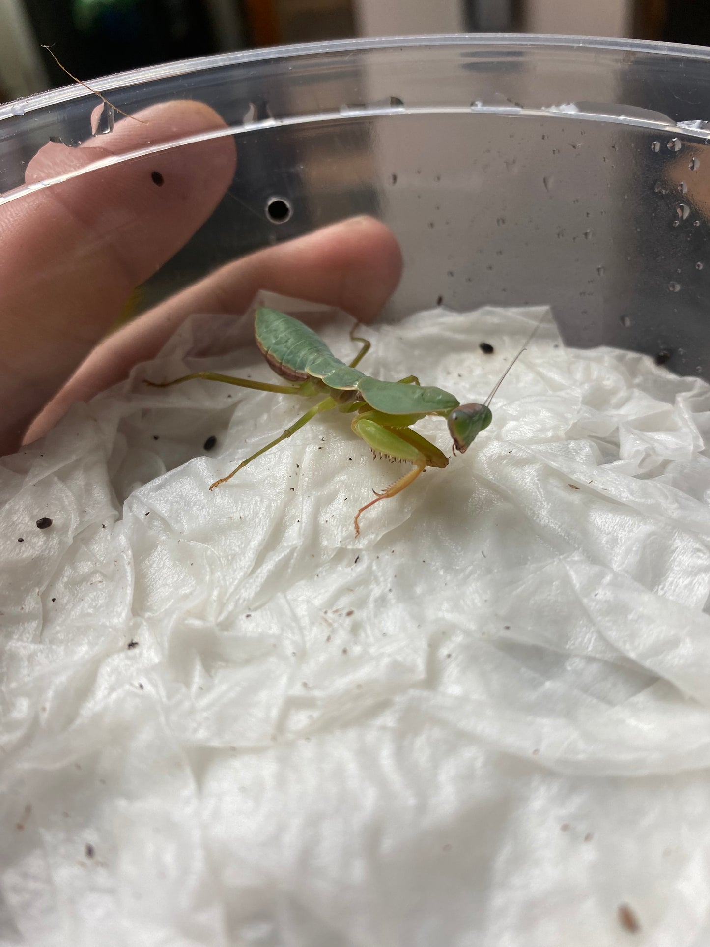 Shield Mantis