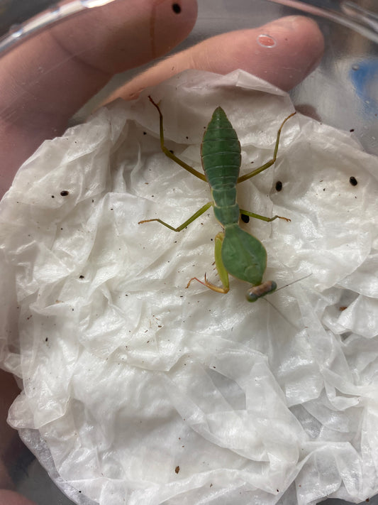 Shield Mantis