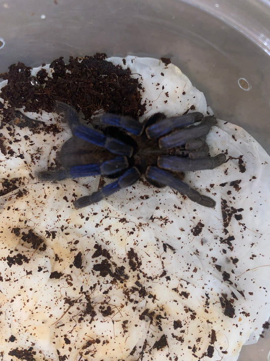 Cobalt Blue Tarantula