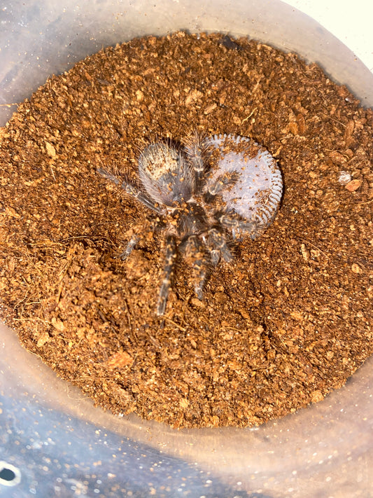 Chaco Golden Knee Tarantula