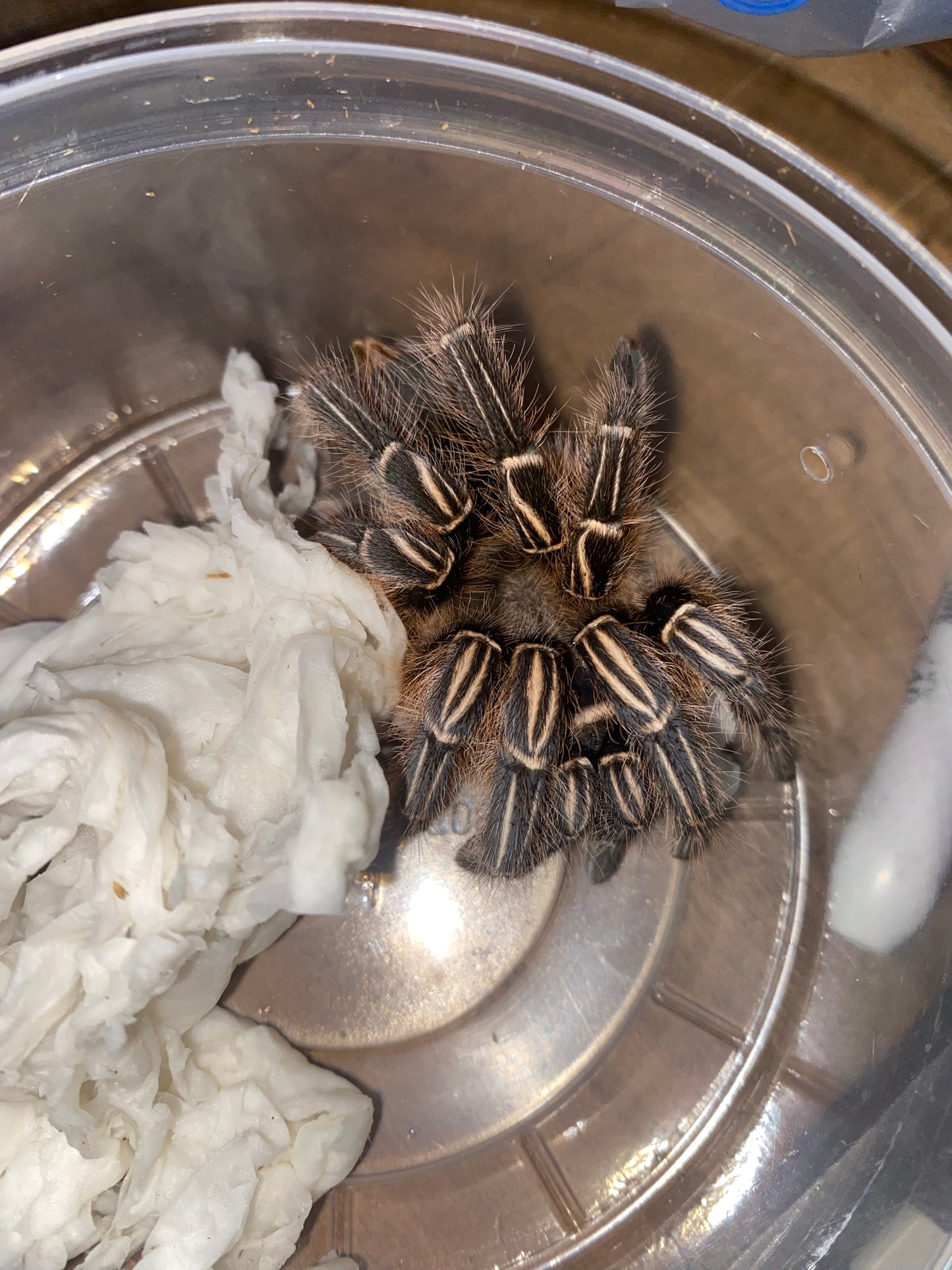 Stripe Knee Tarantula