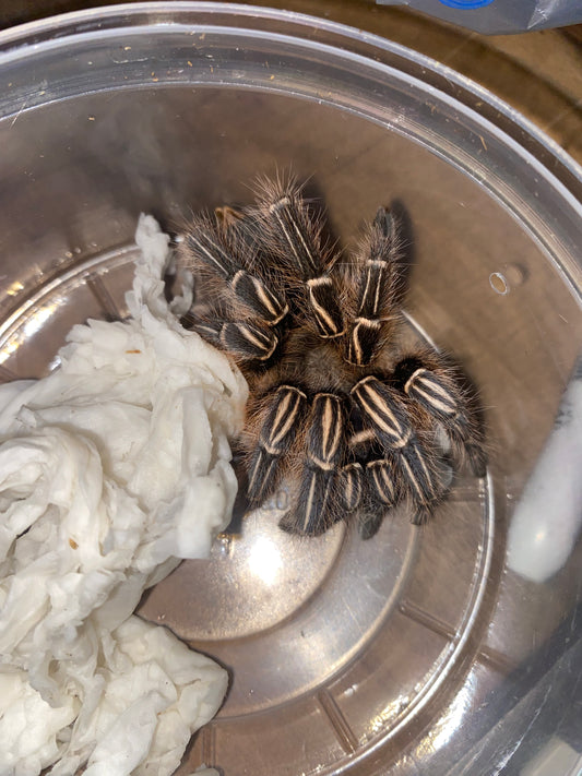 Stripe Knee Tarantula